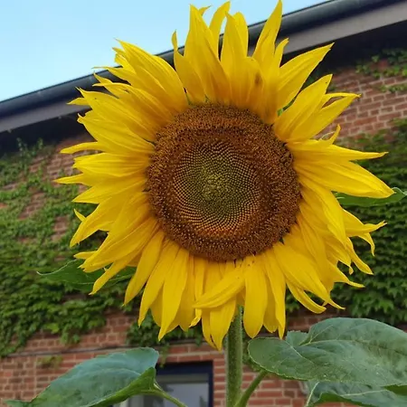 Fewo Storchennest Kollmar Exterior foto
