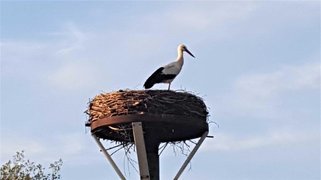 Storchennest Apartment *